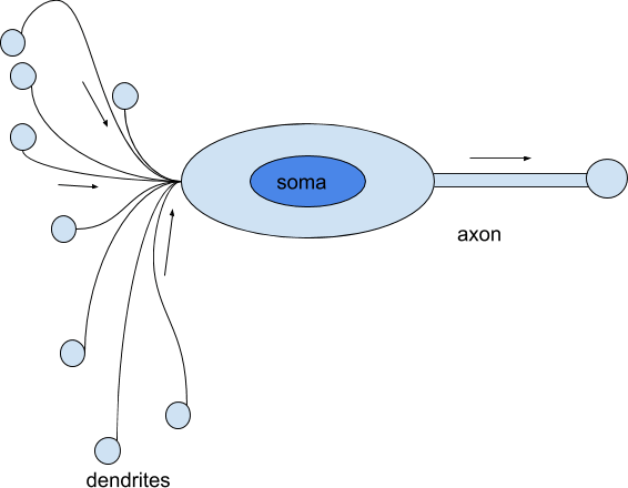analogy-between-a-perceptron-and-a-neuron